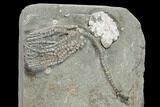 Two Fossil Crinoids (Abrotocrinus) - Crawfordsville, Indiana #117146-3
